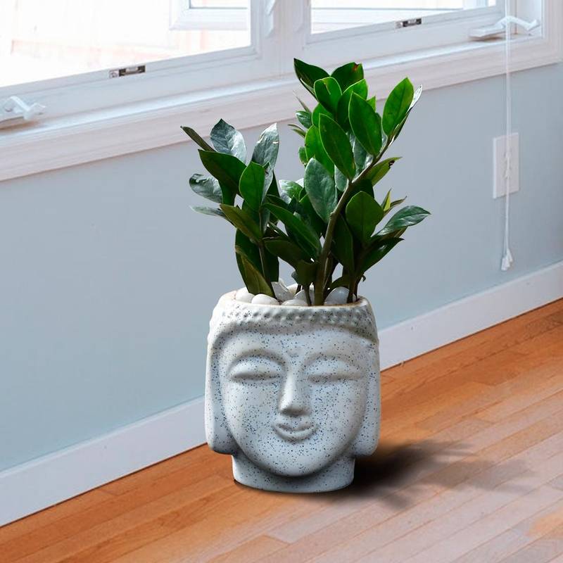 Zz/Zamia 6" Buddha Ceramic Pot