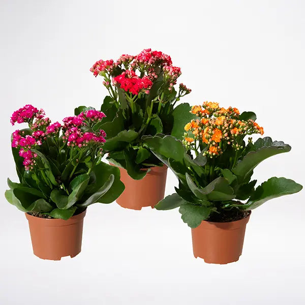 Hybrid kalanchoe Double Flower Plant 6" Pot Any Color