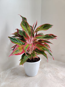 Aglaonema Lipstick 6" White Pot