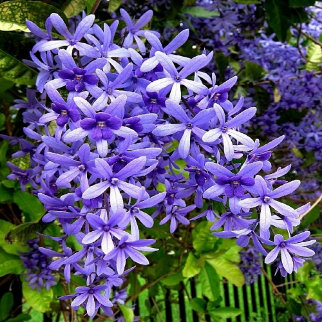 Sand Paper Vine / Purple Wreath (Petrea Volubilis) Wine Creeper 10" Pot