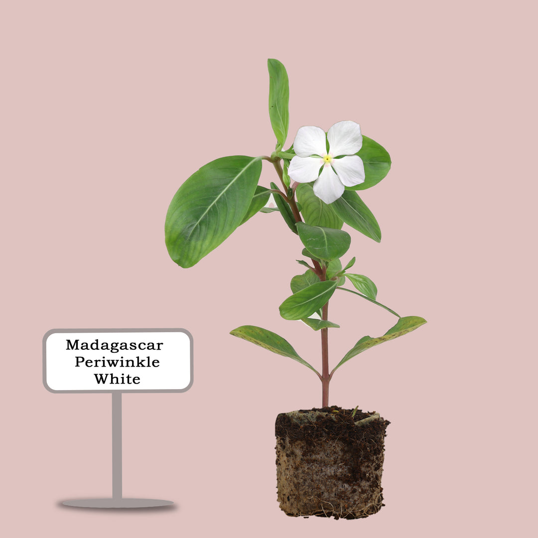 Sadabahar (Vinca) White 5" Bag