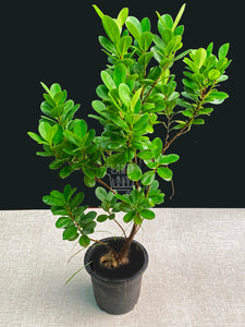 Ficus Moclame,Ficus Microcarpa - Plant 8" Pot