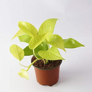 Golden Money Plant 4" Pot