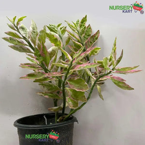 Pedilanthus Variegated Plant – Pedilanthus Tithymaloides Variegata Plant 6" Pot/Bag