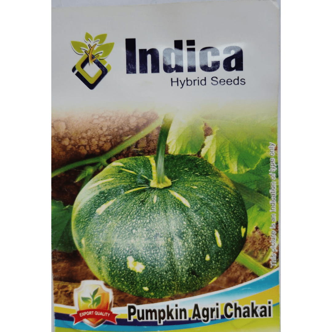 Pumpkin Seed 10 GM