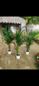 Areca Palm Air Purifier 10" Pot 3-4 Ft.