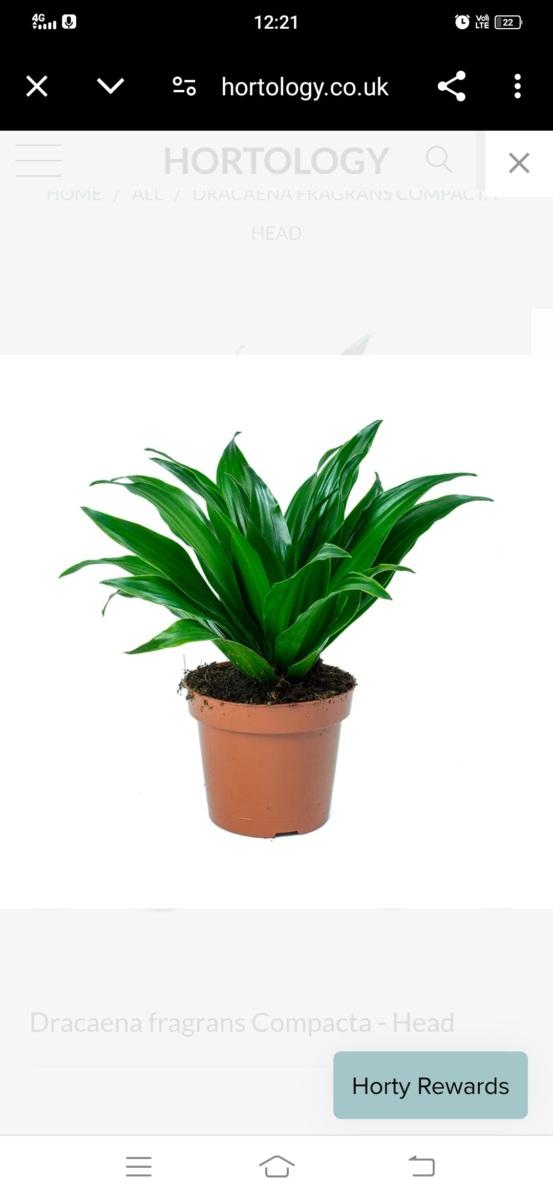 Dracaena Compacta 6" Pot