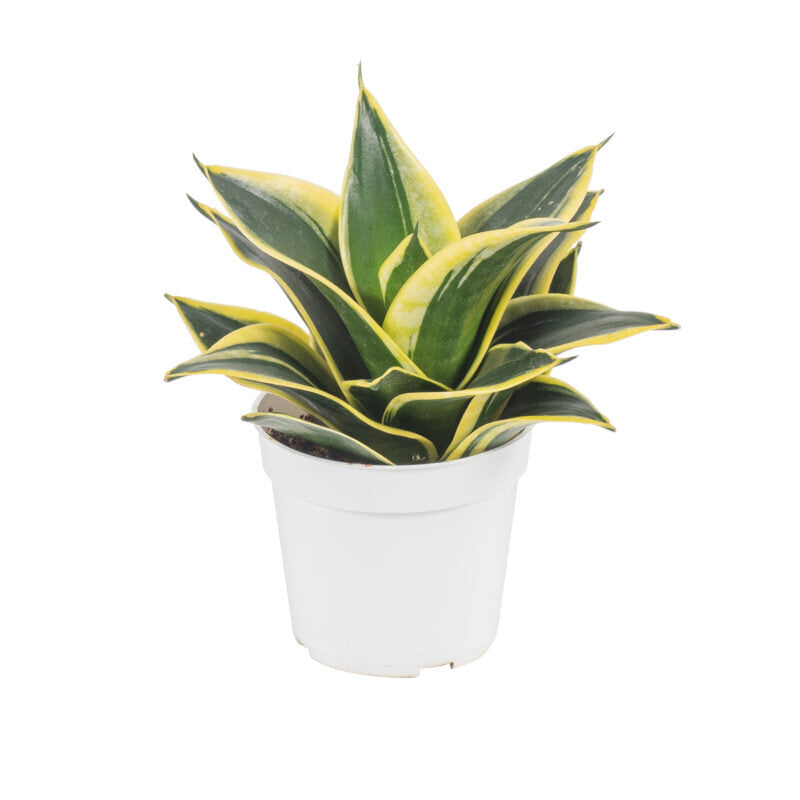 Lotus Snake Plant 6" White Pot