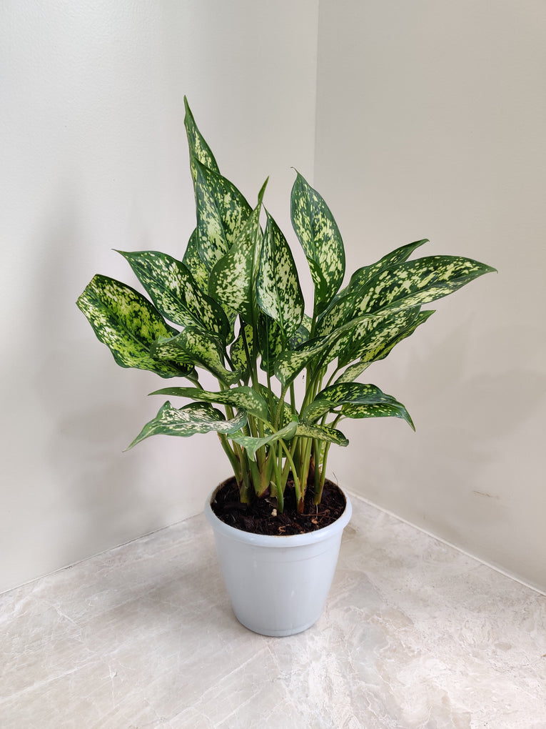 Aglaonema Snow White 6" Pot