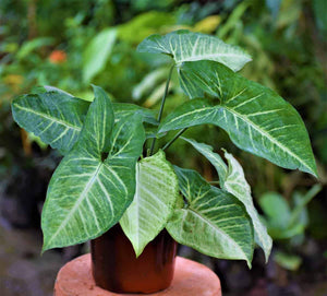 Syngonium 6" Bag/Black Pot