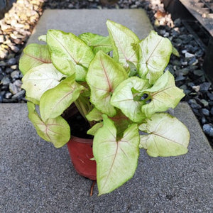 Syngonium 4" Black Pot