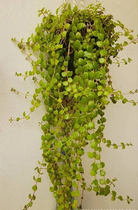 Tangled heart (Plectranthus prostratus) Vine 8" Hanging Pot