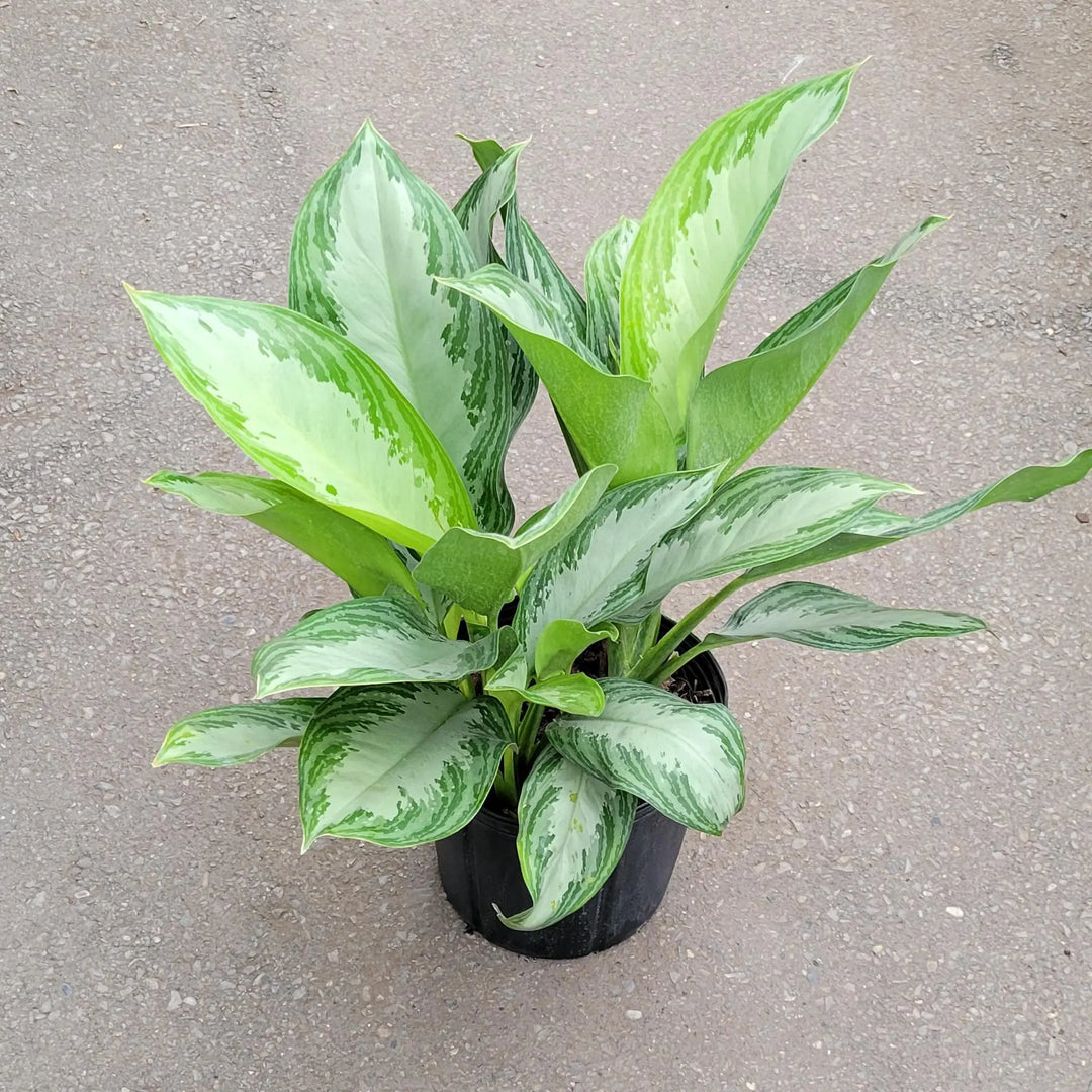 Aglaonema Chinese Evergreen Silver Bay 8" Pot