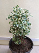 Aralia Mini White 6" Pot