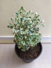 Aralia Mini White 6" Pot