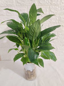 Peace Lily (Spathiphyllum) Green Plant With Self Watering 6" Pot