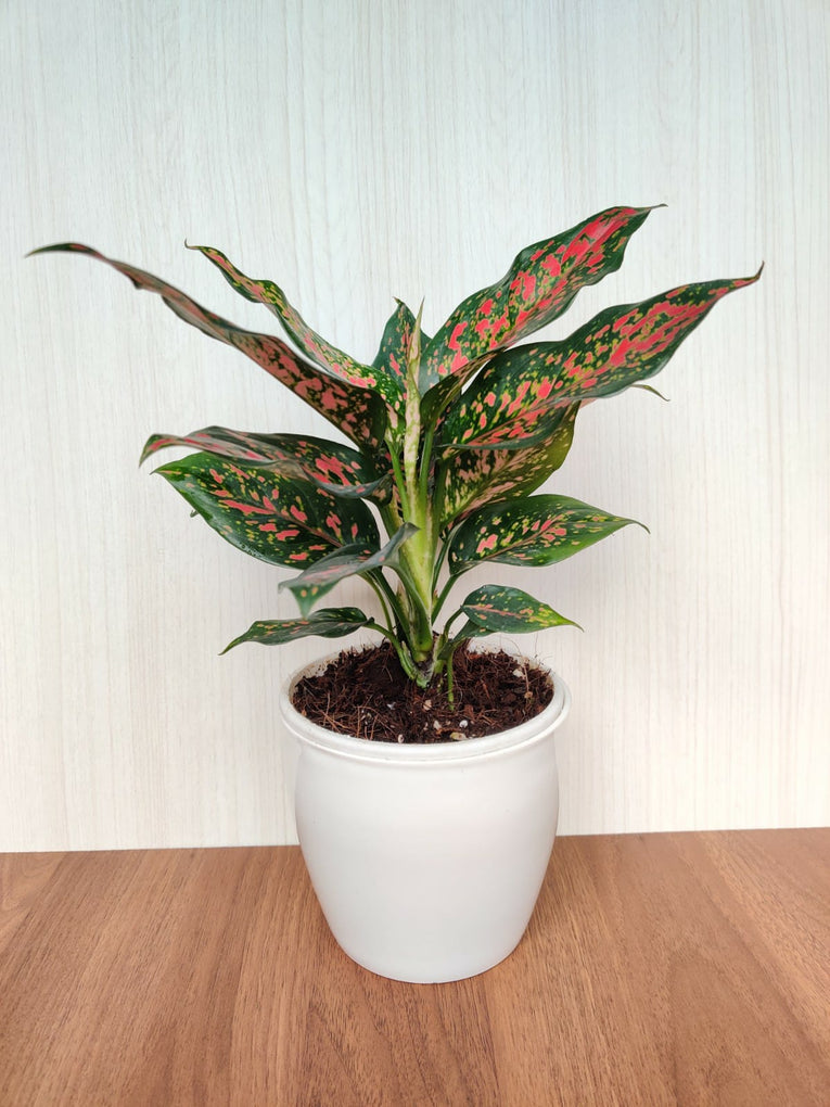 Aglaonema Elephant Red Plant 6" White Pot