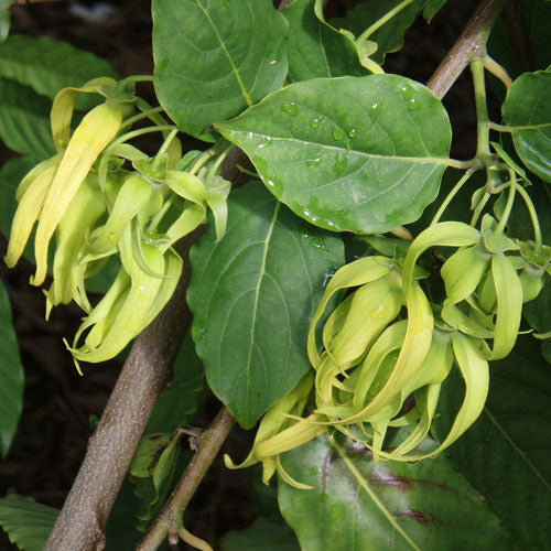 Cananga Odorata ,Ylang Ylang 8" Black Pot 3 ft.