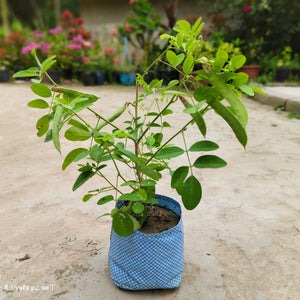 Aparajita Plant (Double Petal) White 7" Bag