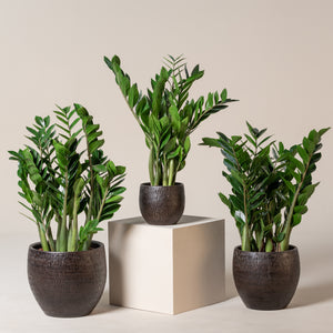 Zz- Zamia Green Plant -6" Pot