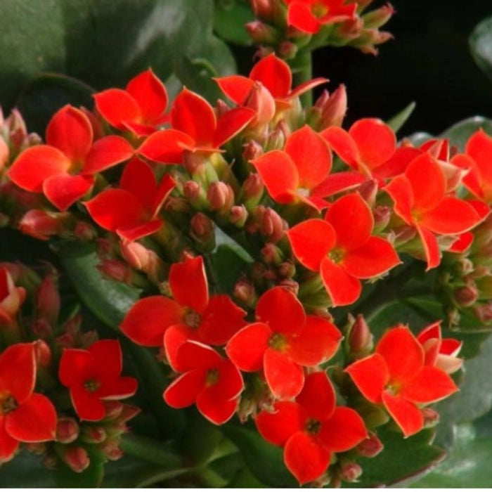 Kalanchoe Plant Red Desi 6" Bag