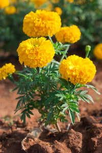 Marigold Orange 4" Bag