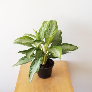 Aglaonema Chinese Evergreen Silver Bay 8" Pot