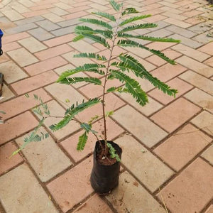 Amla Plant 7" Bag