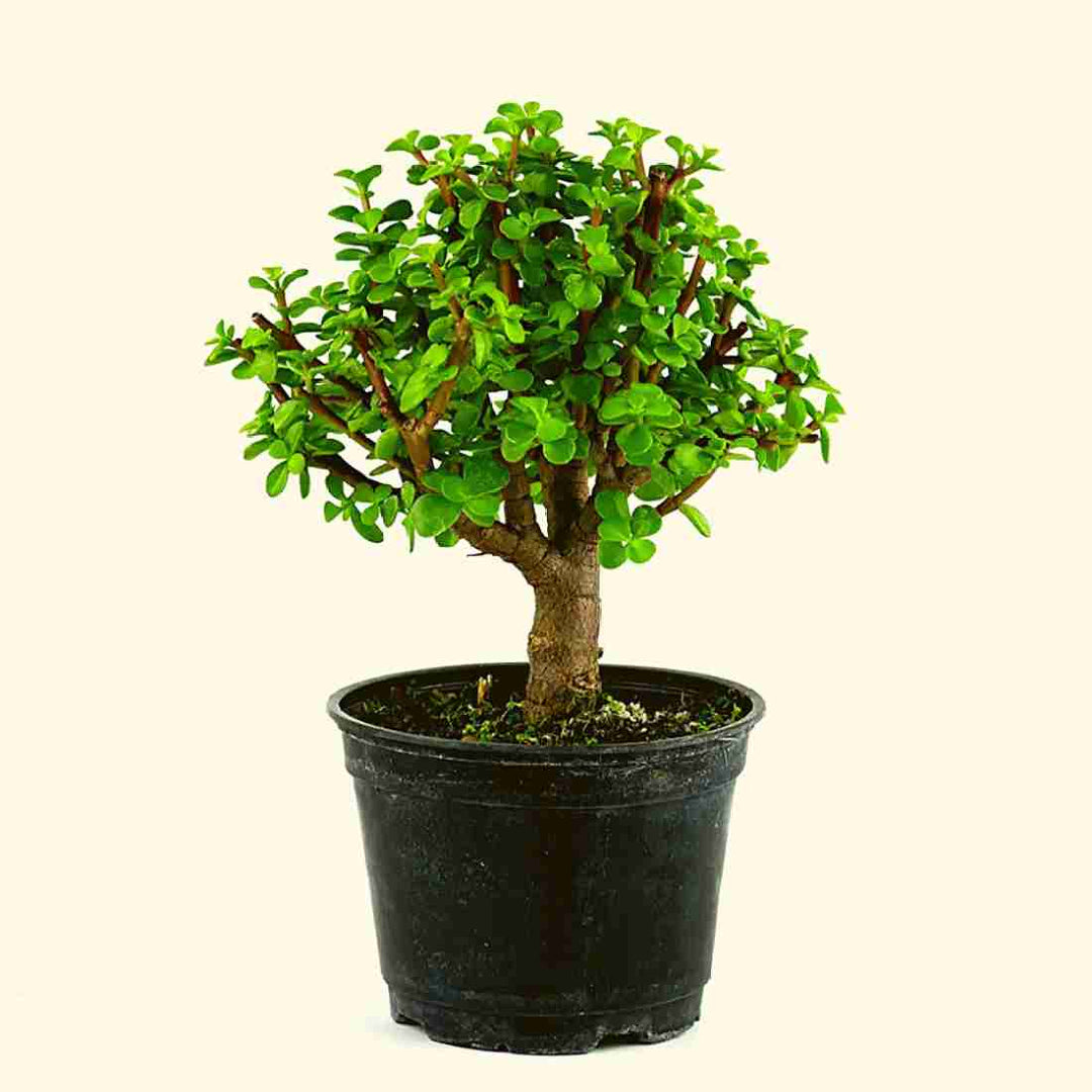 Bonsai Jade Plant 6" Pot