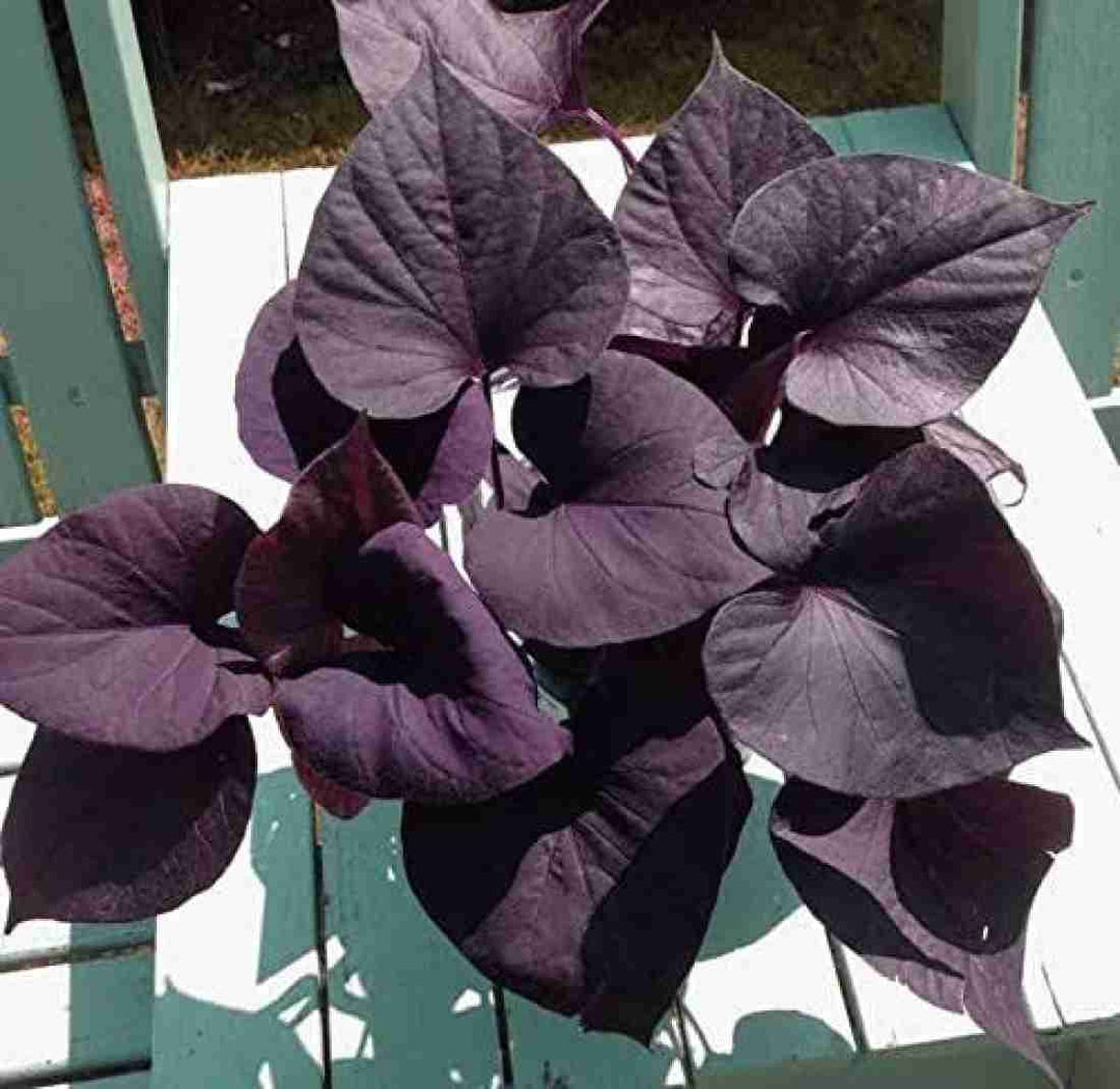 Sweet Potato Vine 5" Bag