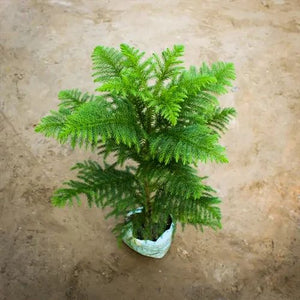 Araucaria/Christmas Tree (~ 3-4 Ft) in 7 Inch Nursery Bag