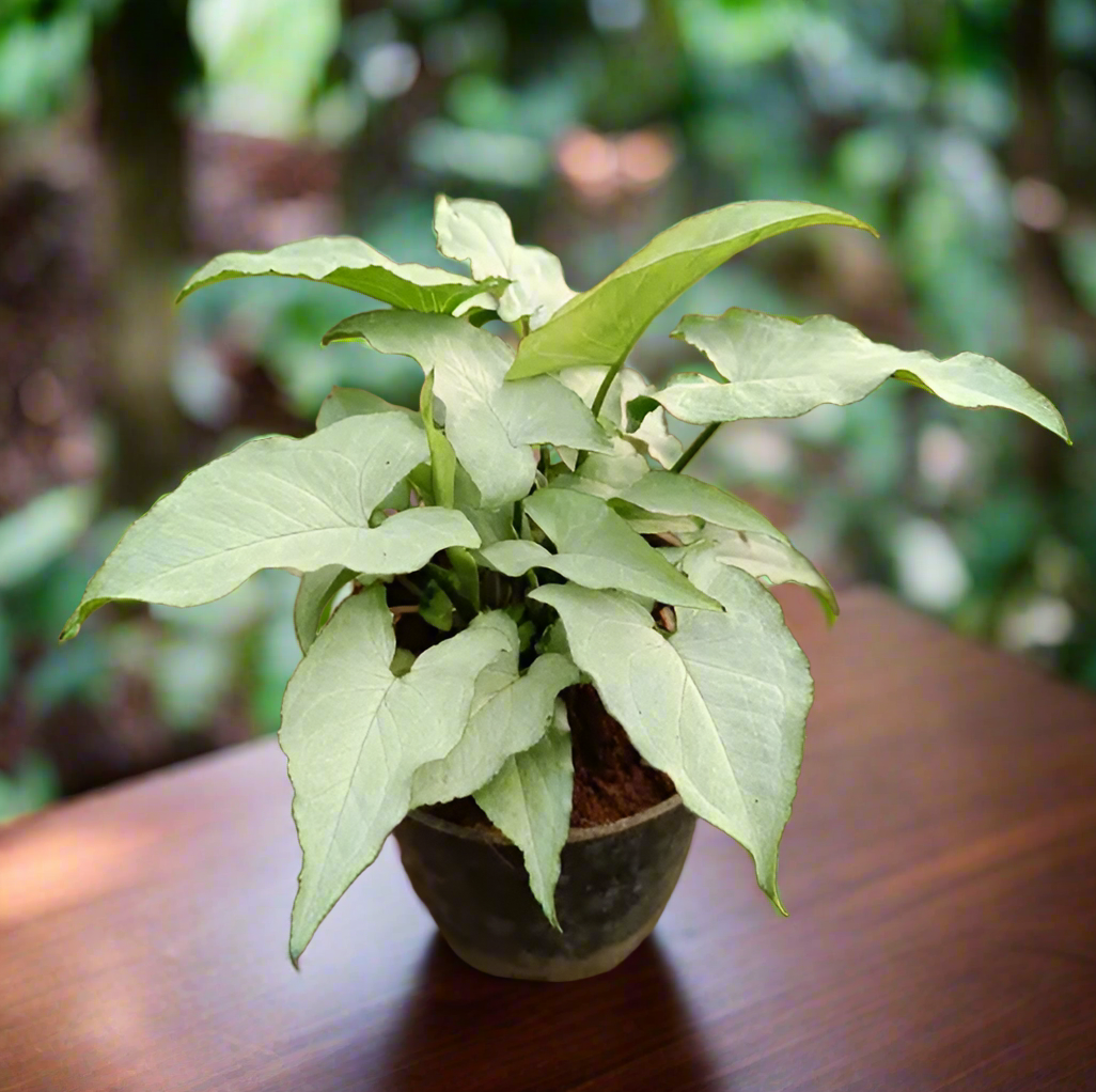 White Syngonium 5" Pot