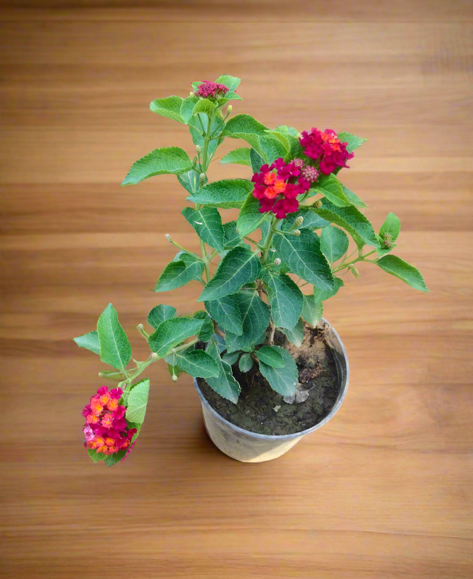 Lantana Rare Color 7" Bag