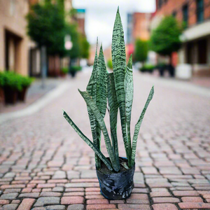 Green Snake Plant Big Height 6"Bag