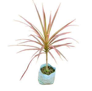 Dracaena Marginata 6" Bag