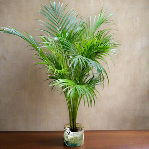 Areca Palm Air Purifier 7"Bag 3-4 Ft.