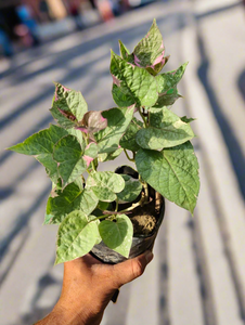 Sweet Potato Vine Verigated  5" Bag