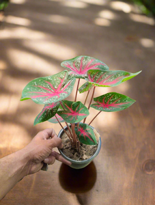 Caladium 6" Pot