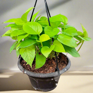 Golden Money Plant 8" Pot Hanging