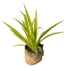 Spider Plant 4-5" Bag