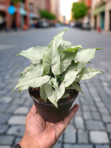 Syngonium White Butterfly Plant 5" Pot