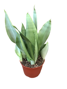 Moon Shine Snake Plant 6" Nursery Pot