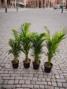 Areca Palm(Single Plant) 10" Black Pot 3-4 Ft.