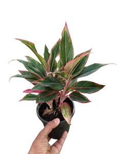 Aglaonema Lipstick 6" Black Pot