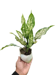 Aglaonema Snow White 5" Bag