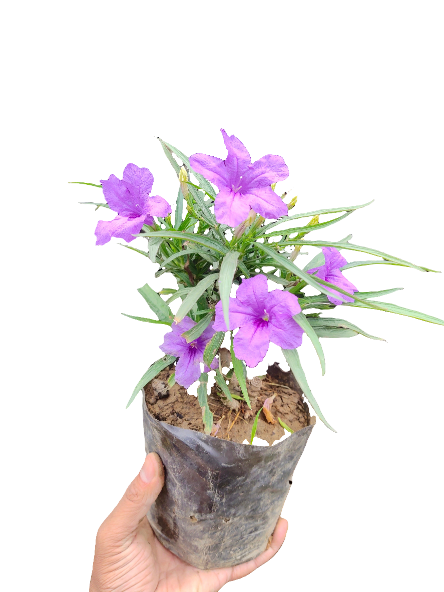 Ruellia Simplex/Mexican Petunia Puple Color 7" Bag