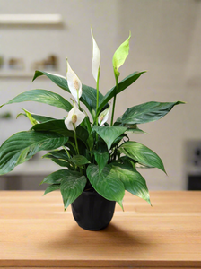 Peace Lily, Spathiphyllum 6" Pot