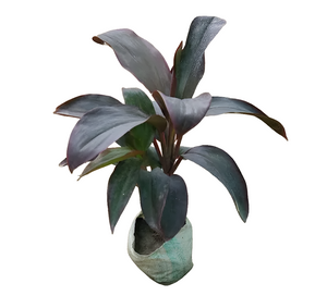 Dracaena Mahatma 6" Bag