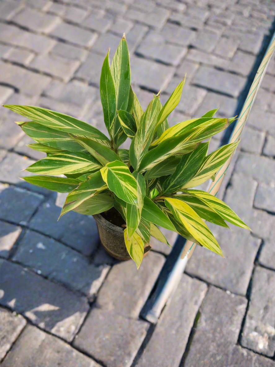 Alpinia Purpurata Variegated - Plant 8" Pot