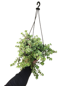 Jade Hanging Plant 8" Pot